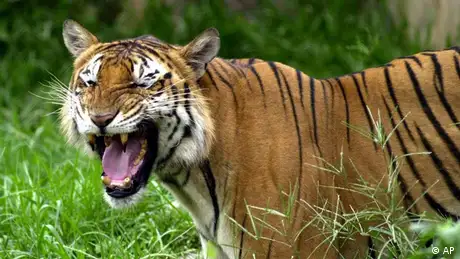 Bangladesch Tiger