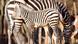 Zebra Zebra