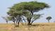 Affenbrotbaum Tansania Geparden Baum Afrika Affenbrotbaum Tansania Geparden Baum Afrika
