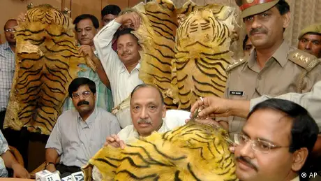 Customs officials display seized tiger skins (photo: ddp images/AP Photo / Prashant Ravi)