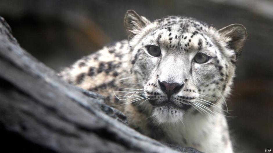 Insan Yiyen Leopar Olduruldu Dunya Dw 18 01 2013