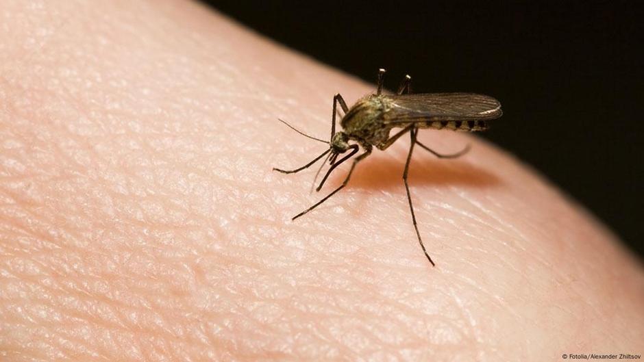 'Samo mrtav komarac je dobar komarac' DW 18.07.2013