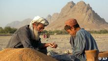 Pir Mohammad, left, and his son Saifullah, 10, clean pebbles out of harvested wheat in Murgham, Afghanistan Sunday, July 28, 2002. Agriculture dependent villagers are hoping for an end to Afghanistan's four year draught. (AP Photo/ Tomas van Houtryve)