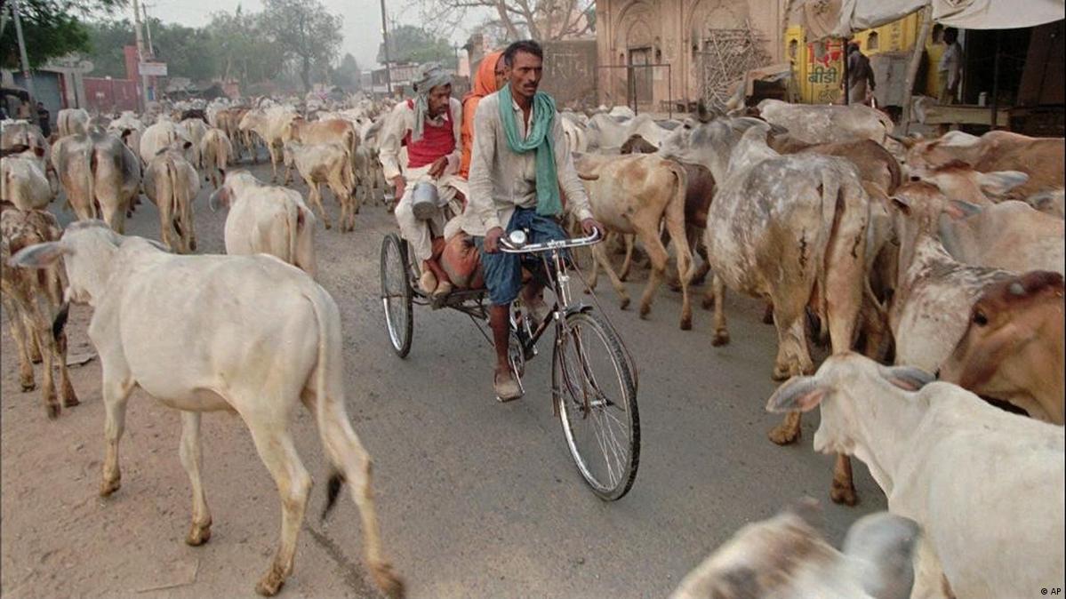Air Kencing Sapi India Obat Awet Muda?