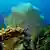 Caption Ein Korallenriff vor der Küste Belizes. Schlagworte Natur, Tiere, Gewässer, Gorgonia_ventalina, Koralle, Riff, Lighthouse_reef, Gorgonie, Korallenriff