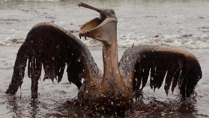 The legacy of Deepwater Horizon: What researchers learned about oil spills | Environment | All topics from climate change to conservation | DW | 24.02.2017