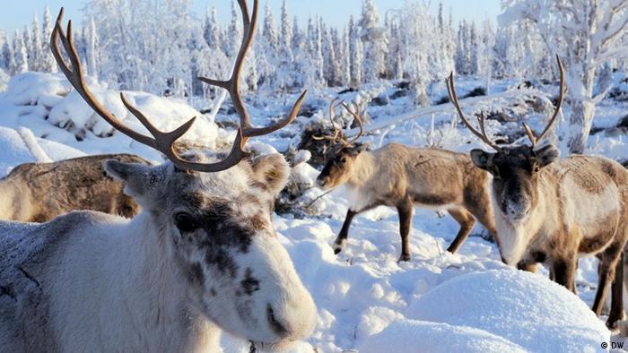 Олени в Лапландии