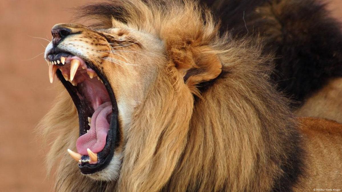 Real Lion Roar - Sound FX