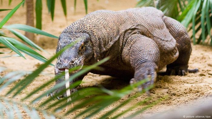 El dragón de Komodo es el mayor lagarto del mundo