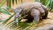 Komodowaran Komodowaran