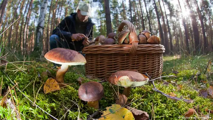 Man collecting mushrooms in a basket in the forest (picture alliance/dpa)