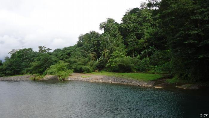 Movimento cívico quer fim da desflorestação em São Tomé