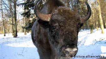 A European bison bull