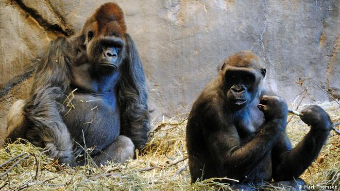 gorilla dna reveals human history