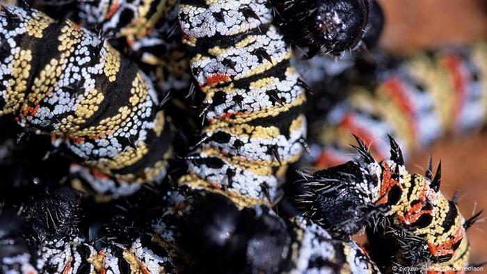 Botswana Insekten Mopane Raupen