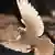 Weiße Taube im Flug (Foto: Fotolia/chris-m)