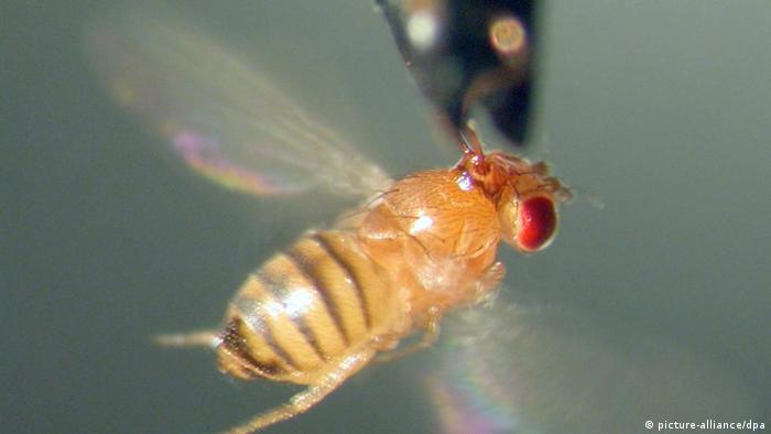Fruchtfliege Drosophila melanogaster 