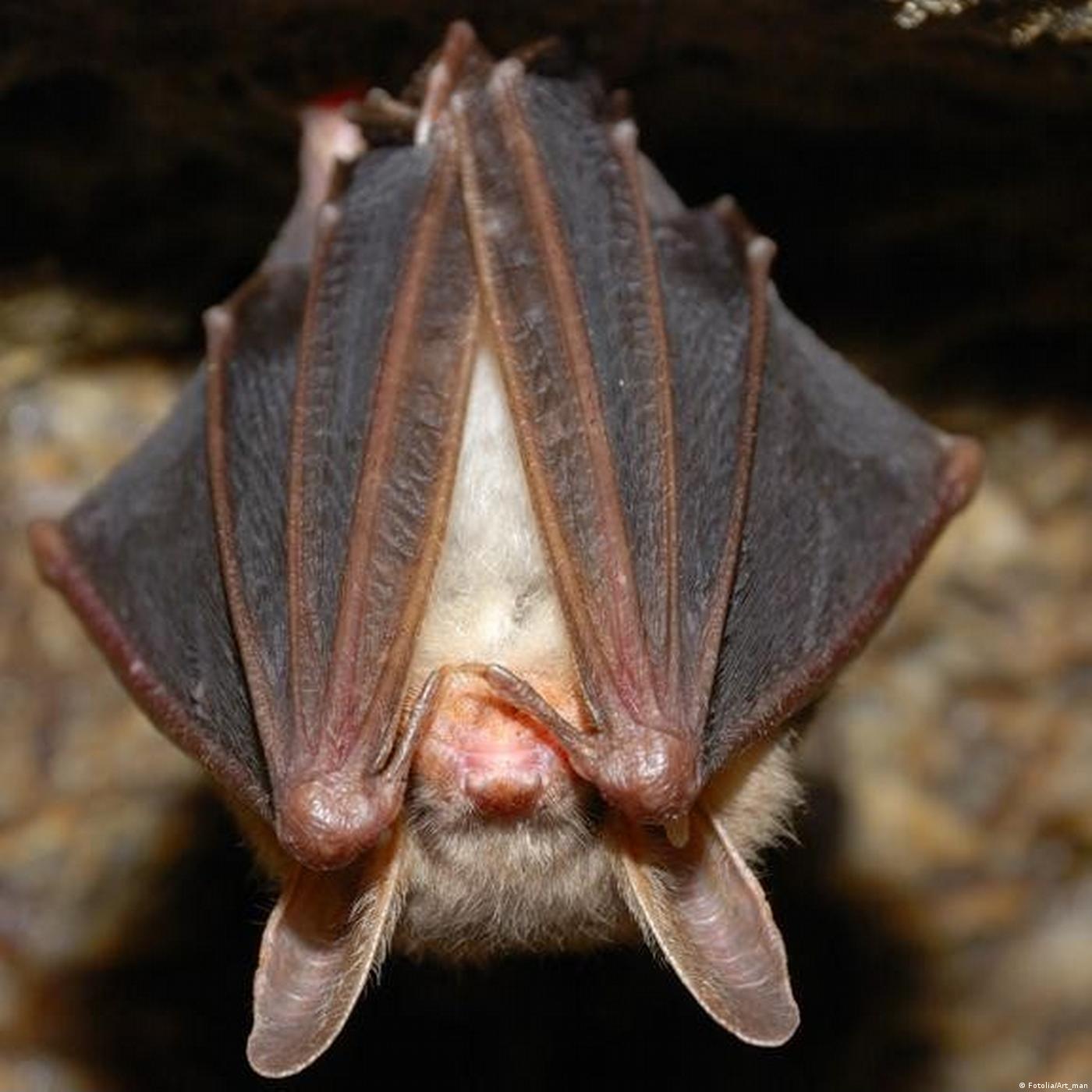 Living Planet: Batty about biodiversity