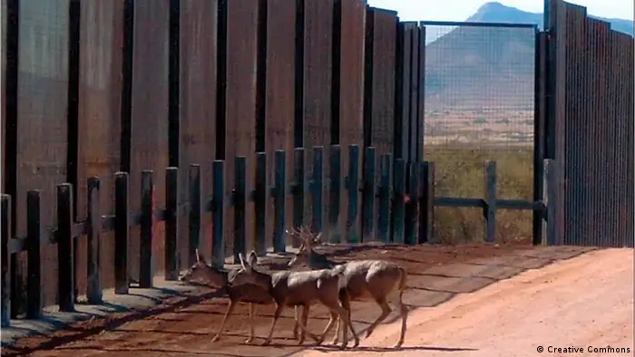 Zaun zwischen den USA und Mexico hält Bewegung der Hirsche an. Copyright: Creative Commons San Pedro Riparian National Conservation Area, Grenze USA-Mexico, Dezember 2008