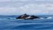 Humpback whales Humpback whales