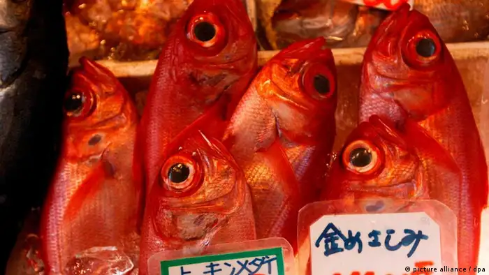 epa02670575 Fish are seen on display at the Tsukiji fish market in central Tokyo on 05 April 2011. Tokyo Electric Power Co, the operator of the earthquake and tsunami stricken nuclear-power plant in Fukushima, began dumping 11,500 tons of low-level radioactive water into the Pacific Ocean in an effort to ward off the release of even-more-dangerous material. EPA/STEPHEN MORRISON +++(c) dpa - Bildfunk+++