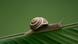 Schnecke auf Blatt Schnecke auf Blatt