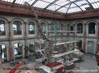 Ein Saurier-Skelett ist eingerüstet im großen Saal des Naturkundemuseums Berlin.