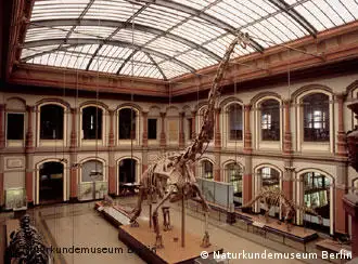 Der Sauriersaal des Naturkundemusseeums Berlin Anfang Mai 2005. Der Saal wird in den folgenden Monaten restauriert und umgebaut. Foto: Naturkundemuseum Berlin, 2005