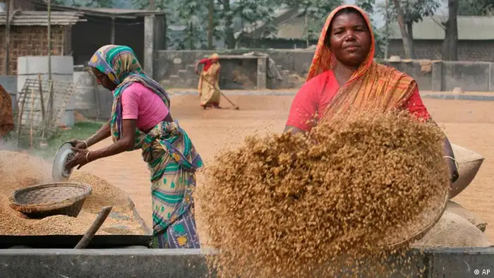 Bangladesch Reis Frauen Frau Rangpur (AP)