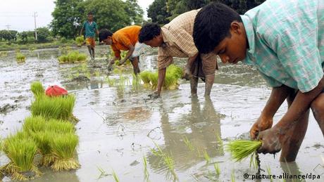 Bangladesch Reis Bauern Anbau Reisfeld
