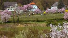 Pfalz - Frühlingsspaziergang unter Mandelblüten