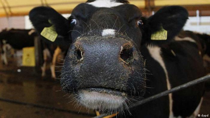 Eine schwarz-bunte Kuh im Stall streckt ihren Kopf in Richtung der Kamera. (Foto: dapd)