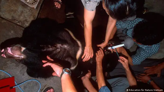 Bildergalerie Schwarzbären Galle Asien Vietnam Tierschutz