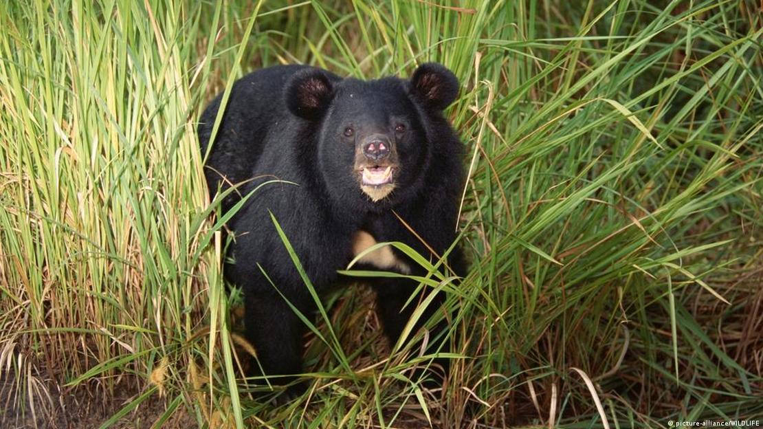 Asya Kara Ayısı arşiv fotoğrafı.