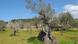 Ein sehr alter Olivenbaum und ein blühender Mandelbaum im Hintergrund bei blauem Himmel auf einer grünen Wiese. (Foto: Jens Kalaene/dpa) Ein sehr alter Olivenbaum und ein blühender Mandelbaum im Hintergrund bei blauem Himmel auf einer grünen Wiese. (Foto: Jens Kalaene/dpa)