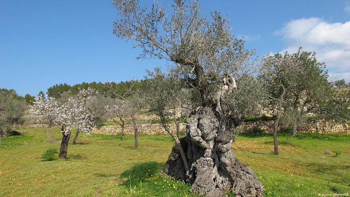 The value of trees in the Jewish faith DW 04/02/2013