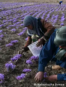 Frauen Afghanistan Safran Handel Opium