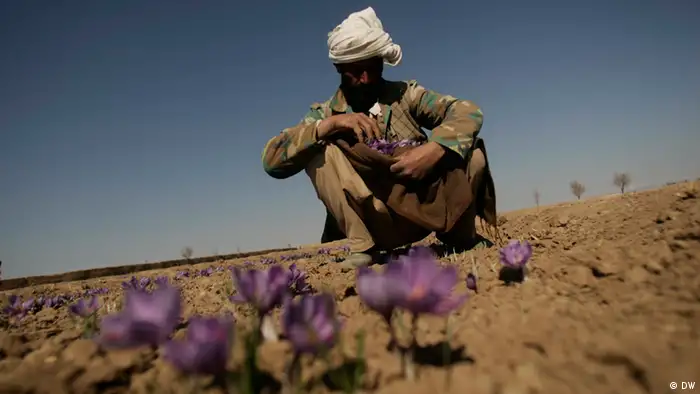 Safranernte in Herat, Afghanistan. Ein Bauer sammelt Safranblüten in seinem Rock. 08.11.2010 Quelle: Hoshang Hashimi