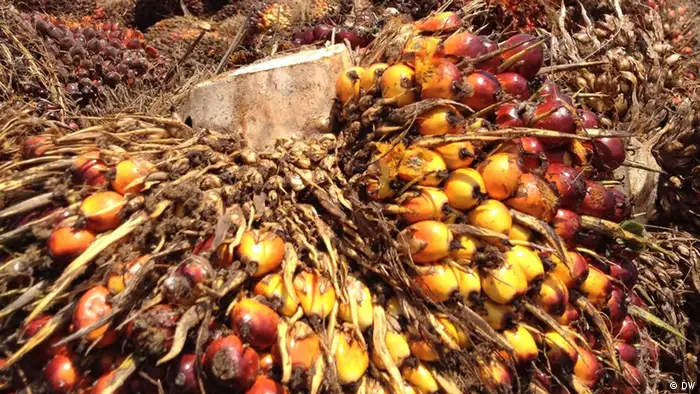 L'huile de palme africaine rencontre la concurrence de l'huile de soja