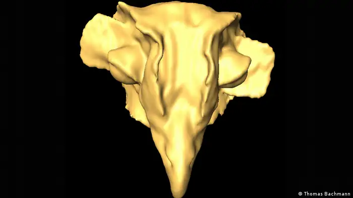Bionik CT Abbildung eines Eulenschädels