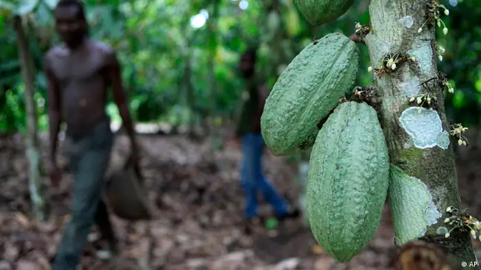 Kakaoplantage, Foto: ap