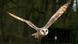 barn owl Photo: Carsten Rehder dpa/ln barn owl Photo: Carsten Rehder dpa/ln