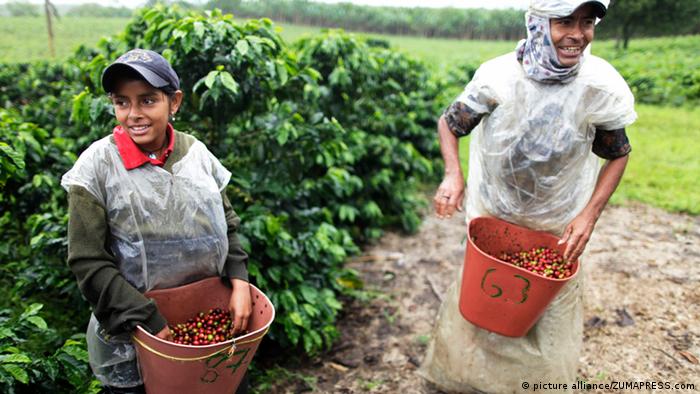 Migrantes venezolanos que habían encontrado una salvación como recolectores de café, han perdido ahora sus trabajos, debido a las restricciones por la pandemia. 