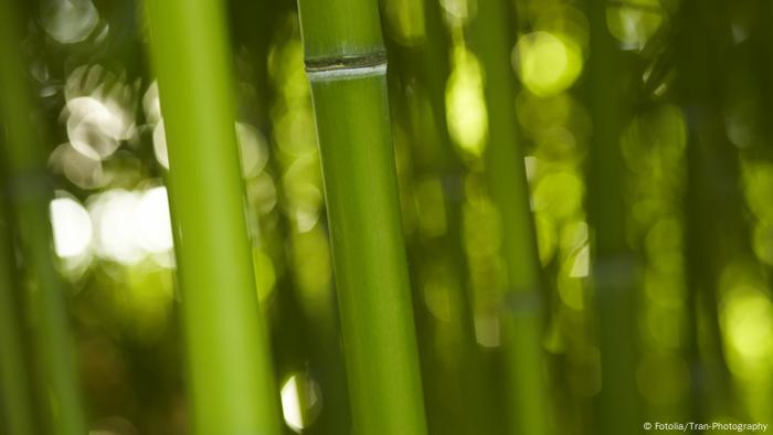 Bambus Bamboo Keywords asian asien bamboo bambus baum bär china dschungel entspannen fernost flexibel forest friedlich frühling garten gewächs gras green groß grün halm idylle japan jungle korea lebensraum natur panda pflanze phyllosstachys plant poaceae reihen relax riesenbambus rohr schilf stabil stamm stark struktur tropisch urlwald vegetation vertikal vietnam viridiglaucescens wachsen wald wood Land Deutschland URL http://de.fotolia.com/id/24255052