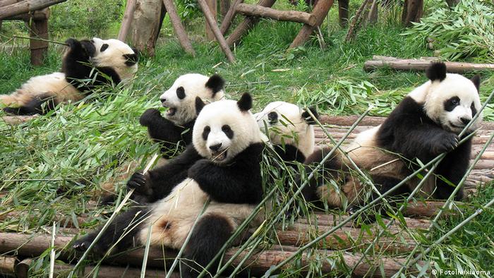 Pandabären Italien