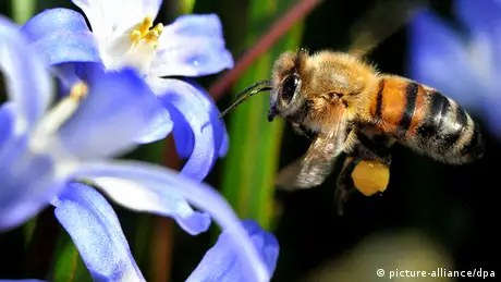 Biene im Anflug auf Blüte (Foto: dpa/Bildfunk)