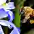 Eine Biene fliegt die Blüte einer Schneestolz-Pfanze an (Foto: dpa)