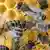ARCHIV - Bienen, aufgenommen am 14.03.2012 in einem Bienenstock in Würzburg (Unterfranken). Bis zu einem Drittel der Honigbienen in Deutschland haben nach Expertenschätzung diesen Winter nicht überlebt. Das wären rund 300 000 der etwa eine Million Bienenvölker im Land. Einer der Hauptgründe für das Bienensterben ist die in den 60er Jahren aus Asien eingeschleppte Varroa-Milbe. In Bonn befassen sich zur Zeit Wissenschaftler mit der Zukunft von Wild- und Honigbienen. Foto: Karl-Josef Hildenbrand dpa/lnw +++(c) dpa - Bildfunk+++ pixel