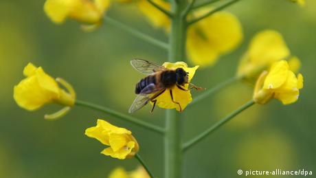 Biene im Rapsfeld (Foto:dpa)