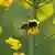 Eine Biene fliegt auf eine Rapsblüte in einem Feld im schleswig-holsteinischen Quaal. (Foto: dpa)
